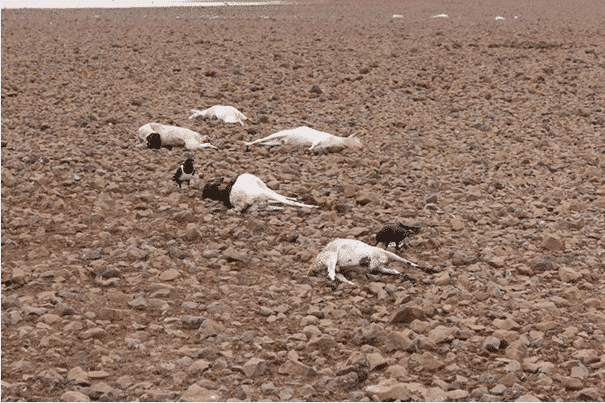 Loss of livestock as a result of drought in El-Isako Mala; Marsabit in Northern Kenya. (Photo Courtesy: Caritas Marsabit)